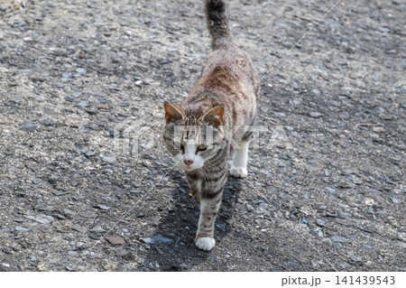 漁港の島猫たち 漁港の島猫たち 141439543