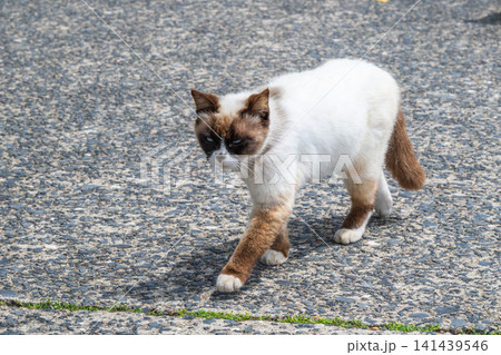 漁港の島猫たち 漁港の島猫たち 141439546