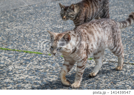 漁港の島猫たち 漁港の島猫たち 141439547