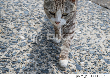 漁港の島猫たち 漁港の島猫たち 141439548