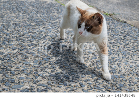 漁港の島猫たち 漁港の島猫たち 141439549