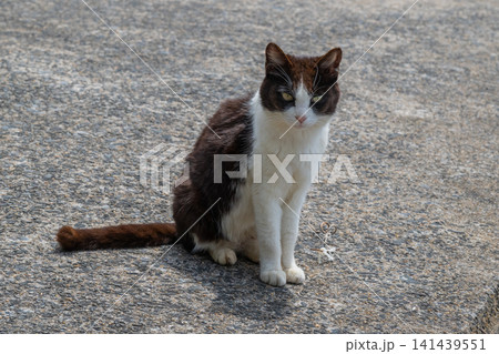 漁港の島猫たち 漁港の島猫たち 141439551