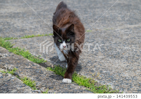 漁港の島猫たち 141439553
