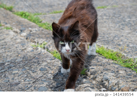 漁港の島猫たち 141439554