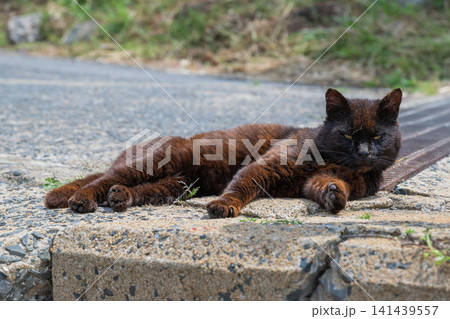 漁港の島猫たち 漁港の島猫たち 141439557