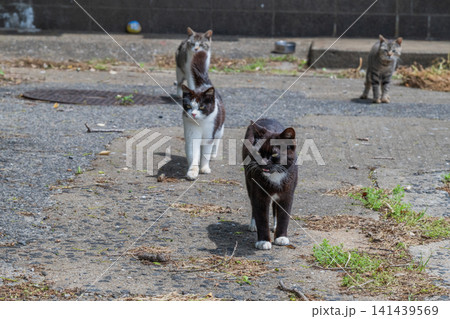 漁港の島猫たち 漁港の島猫たち 141439569