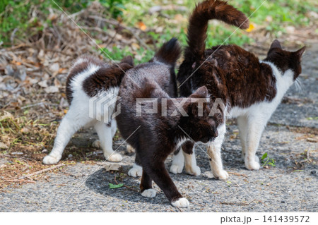 漁港の島猫たち 141439572