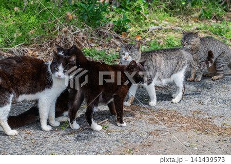 漁港の島猫たち 漁港の島猫たち 141439573