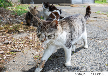 漁港の島猫たち 141439580