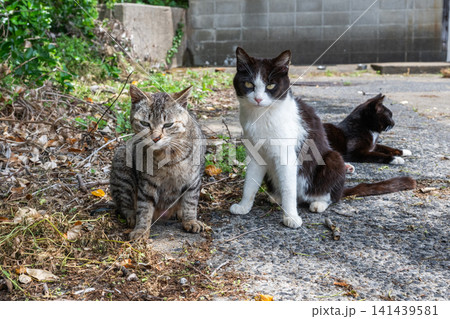 漁港の島猫たち 漁港の島猫たち 141439581