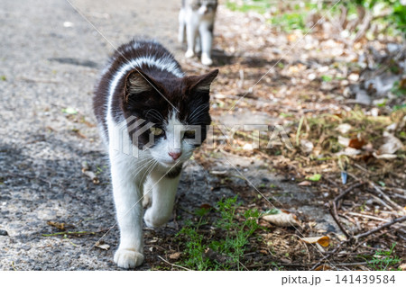漁港の島猫たち 漁港の島猫たち 141439584