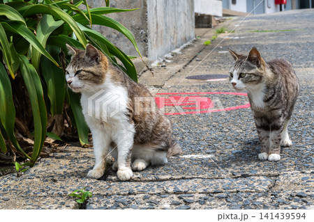 漁港の島猫たち 漁港の島猫たち 141439594