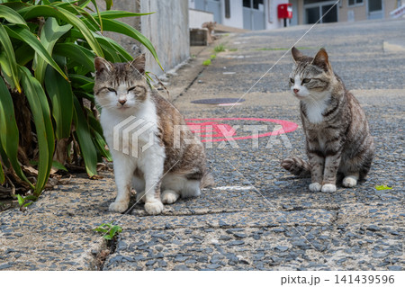 漁港の島猫たち 漁港の島猫たち 141439596