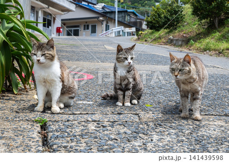 漁港の島猫たち 漁港の島猫たち 141439598