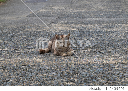 漁港の島猫たち 漁港の島猫たち 141439601