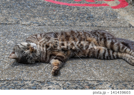 漁港の島猫たち 141439603