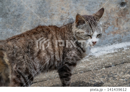 漁港の島猫たち 漁港の島猫たち 141439612
