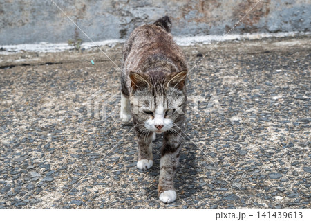 漁港の島猫たち 漁港の島猫たち 141439613