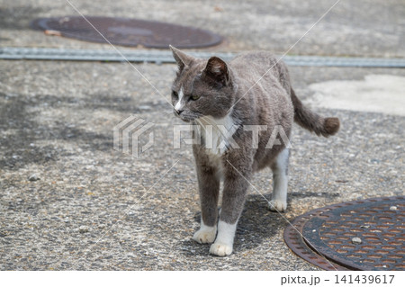 漁港の島猫たち 141439617