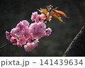 幹から咲いた河津桜 幹から咲いた河津桜 141439634