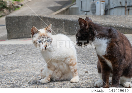 漁港の島猫たち 漁港の島猫たち 141439659