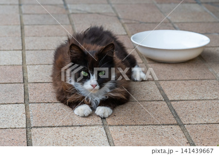 漁港の島猫たち 141439667