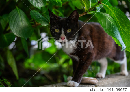 漁港の島猫たち 141439677