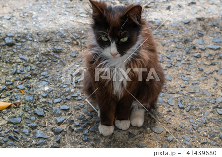 漁港の島猫たち 141439680