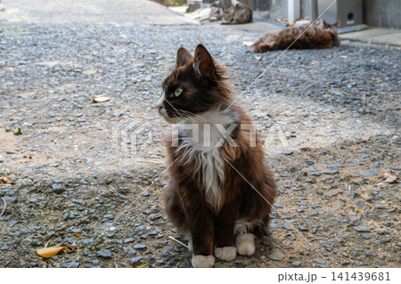 漁港の島猫たち 漁港の島猫たち 141439681