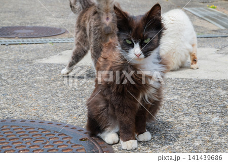 漁港の島猫たち 141439686