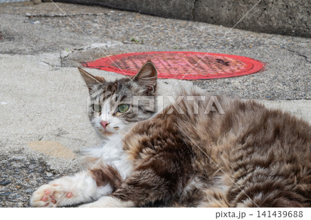 漁港の島猫たち 漁港の島猫たち 141439688
