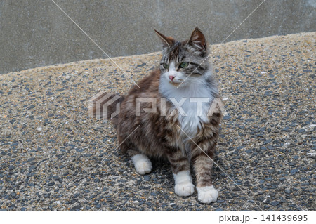 漁港の島猫たち 漁港の島猫たち 141439695
