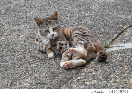 漁港の島猫たち 漁港の島猫たち 141439701