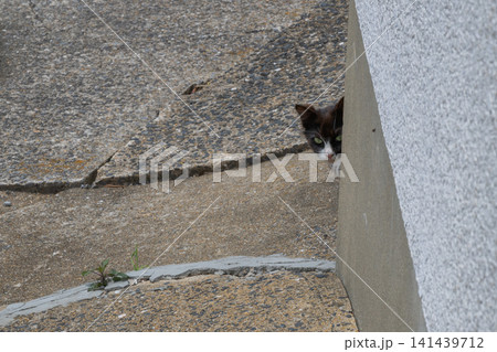 漁港の島猫たち 漁港の島猫たち 141439712
