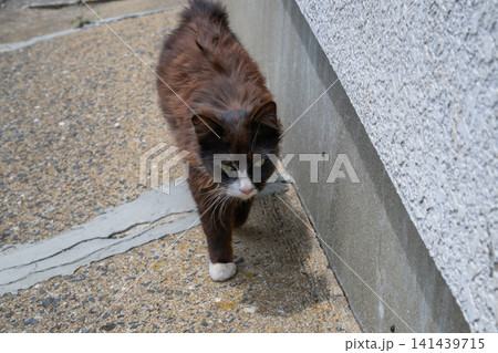漁港の島猫たち 141439715