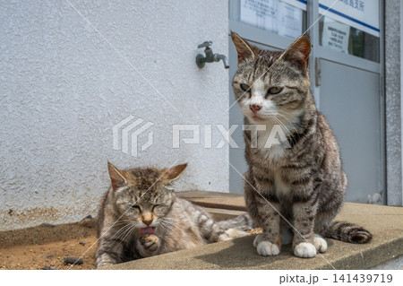 漁港の島猫たち 漁港の島猫たち 141439719