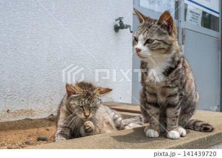 漁港の島猫たち 漁港の島猫たち 141439720