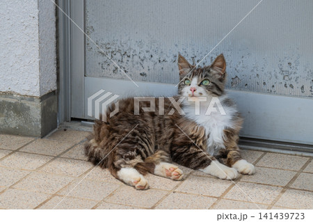 漁港の島猫たち 141439723