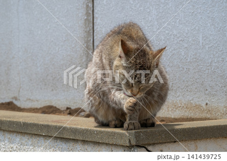 漁港の島猫たち 141439725
