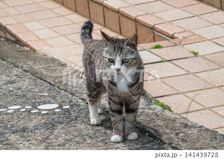 漁港の島猫たち 141439728