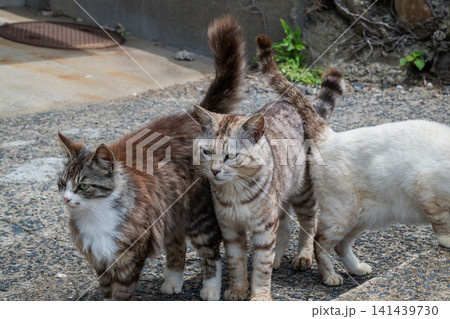 漁港の島猫たち 141439730
