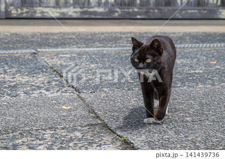 漁港の島猫たち 141439736