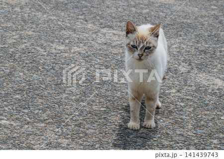 漁港の島猫たち 141439743