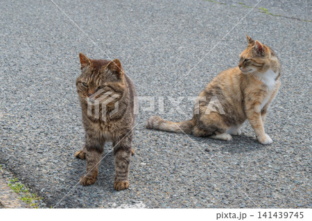漁港の島猫たち 141439745