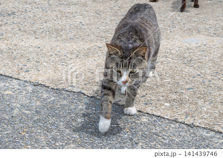 漁港の島猫たち 漁港の島猫たち 141439746
