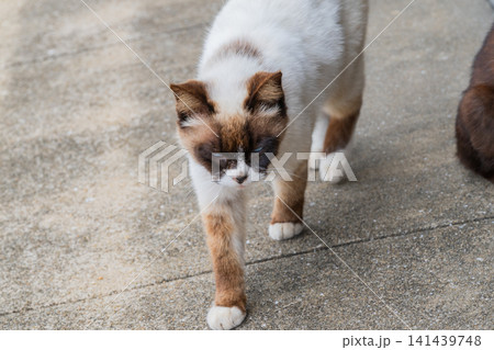 漁港の島猫たち 141439748