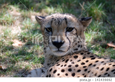 Cheetah; Acinonyx jubatus 141439892