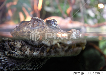 Crocodile Crocodile 141439893