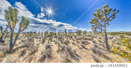 Joshua Tree desert panorama under bright sun in Joshua Tree National Park California 141439921