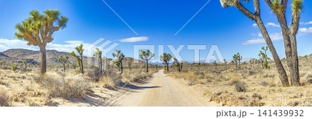Desert trail through Joshua Tree National Park Desert trail through Joshua Tree National Park 141439932